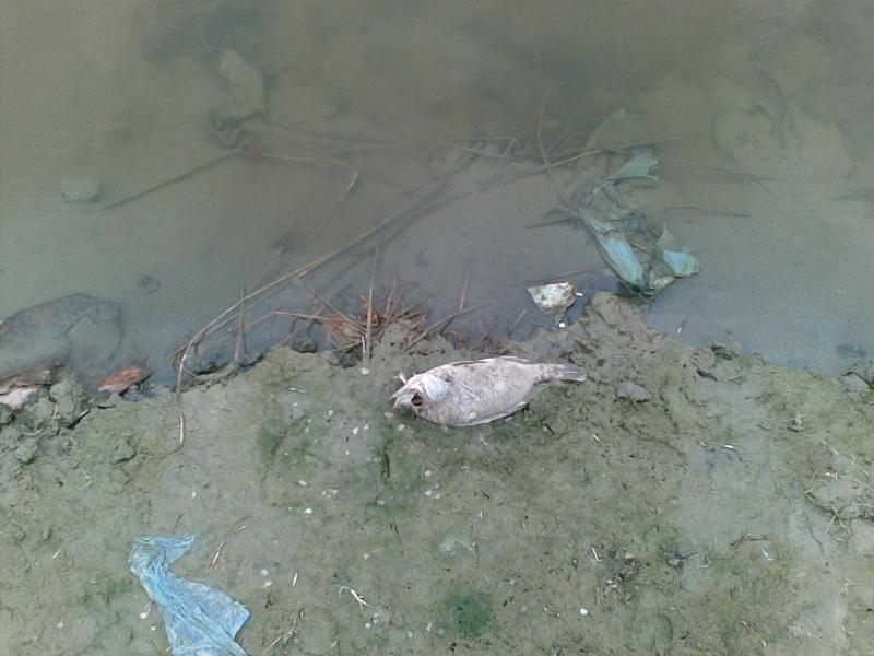 Polluted River Yamuna